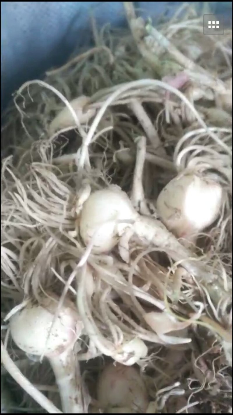 小根蒜