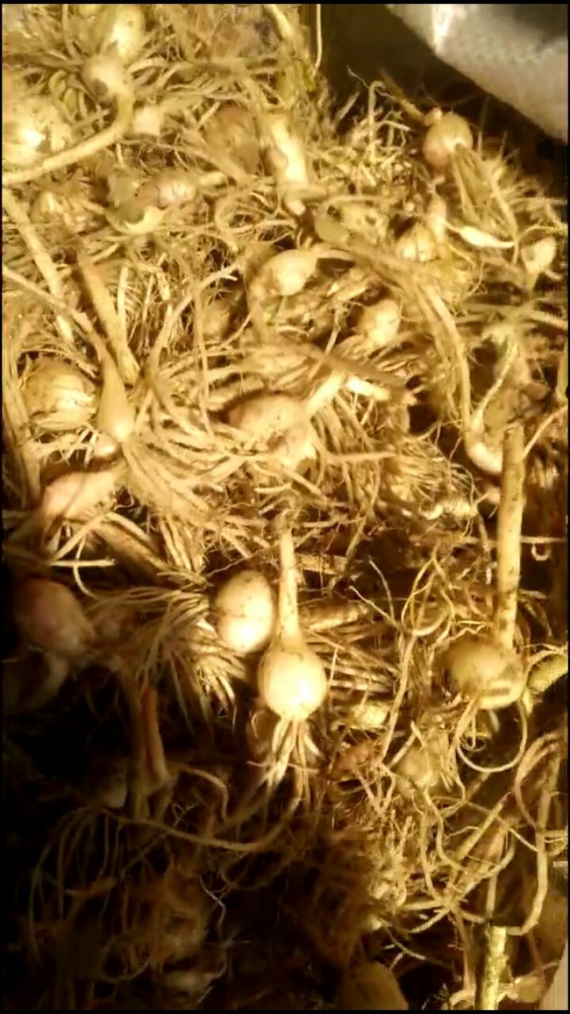 小根蒜