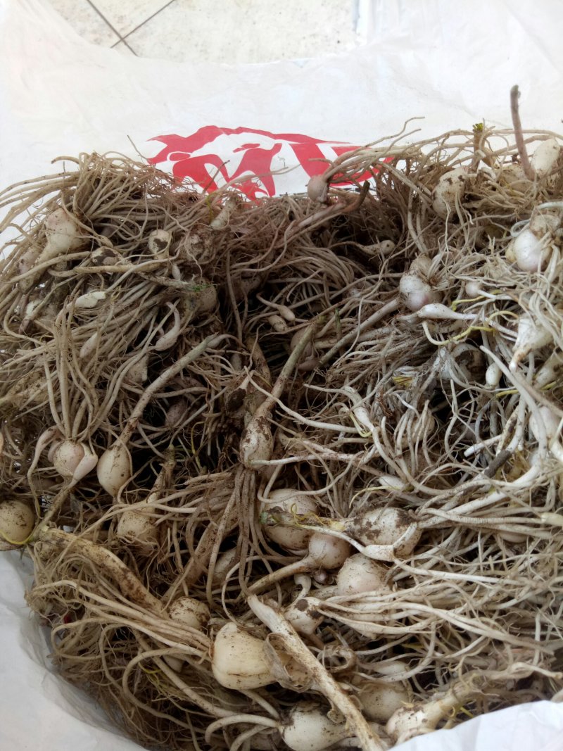 小根蒜