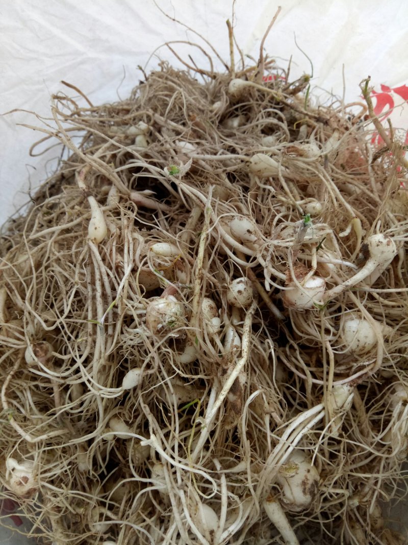 小根蒜
