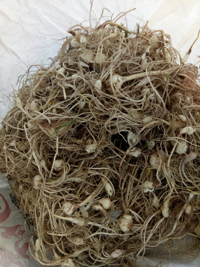 小根蒜
