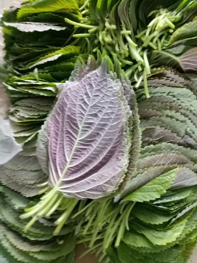 小根蒜