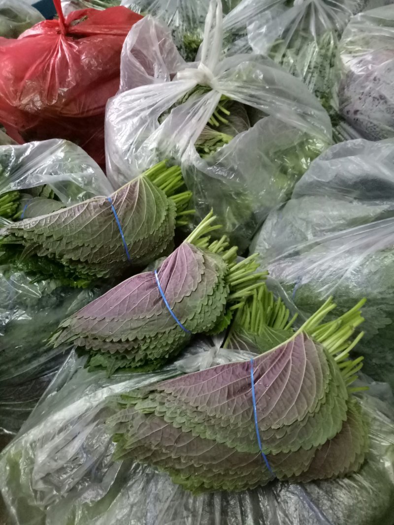 小根蒜