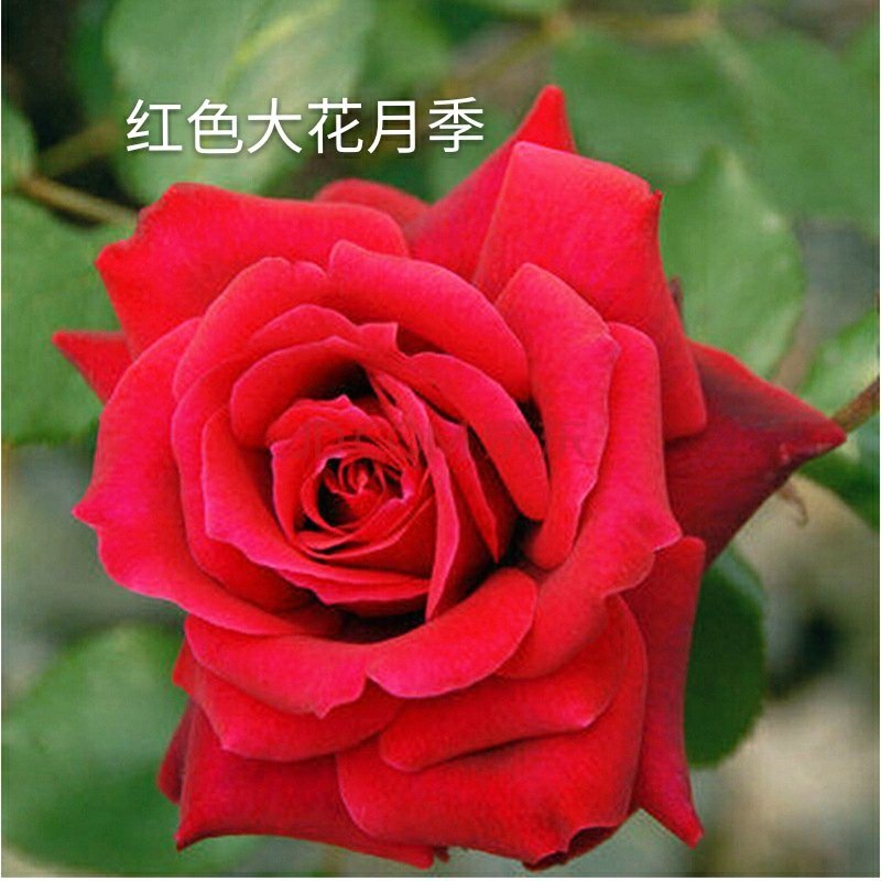 厂家直销大花月季苗微型月季四季开花成活高