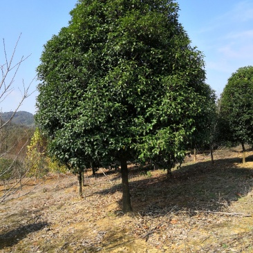桂花树