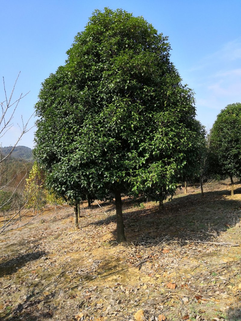 桂花树
