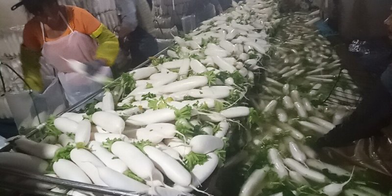 优质白萝卜！️️️专业工人分级！品质保证！信誉第一！