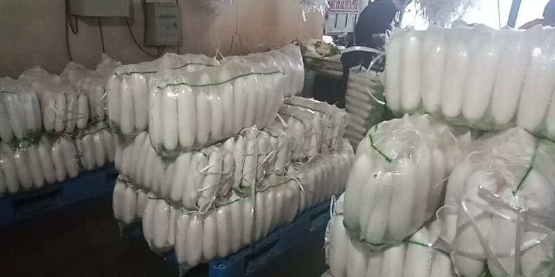 优质白萝卜！️️️专业工人分级！品质保证！信誉第一！