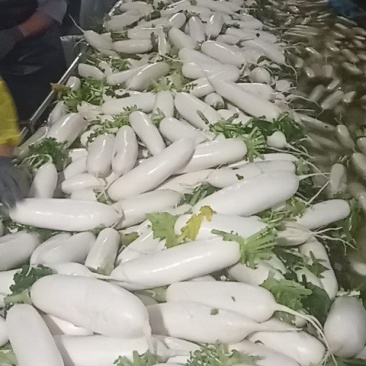 ️️白萝卜️️️️️，沙洋萝卜大量上市！
