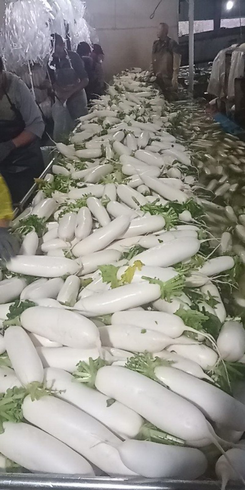 ️️白萝卜️️️️️，沙洋萝卜大量上市！