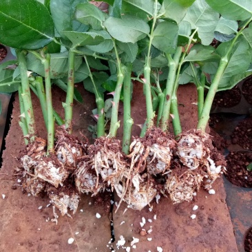 玫瑰花苗月季苗四季开花成活高抗病性强易种植