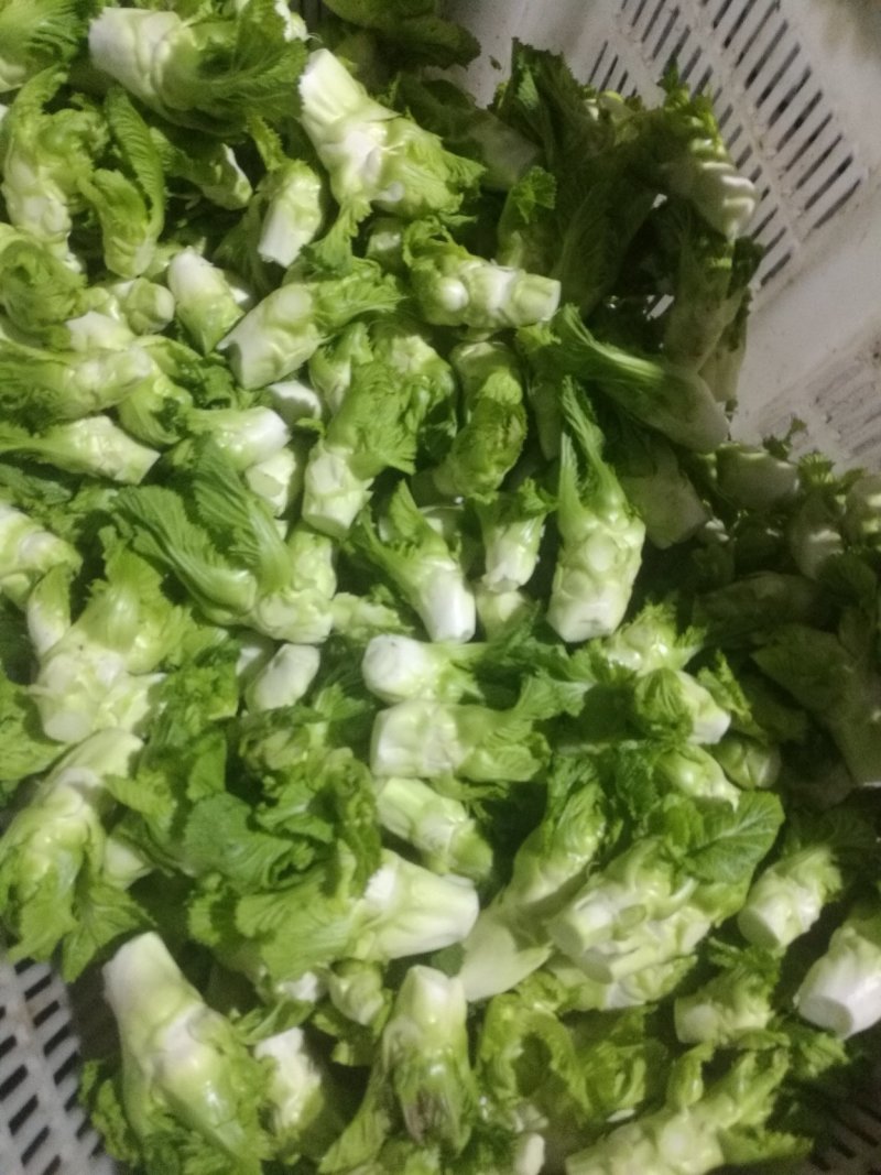 四川精品儿菜已大量上市，质量好口干脆欢迎咨询来电
