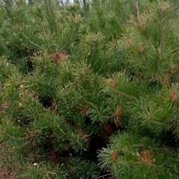 油松定植树