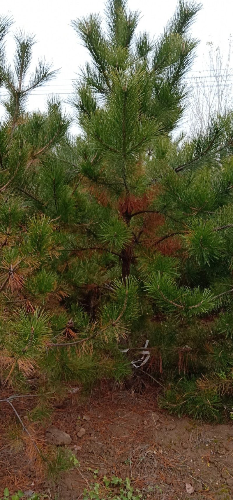 油松定植树