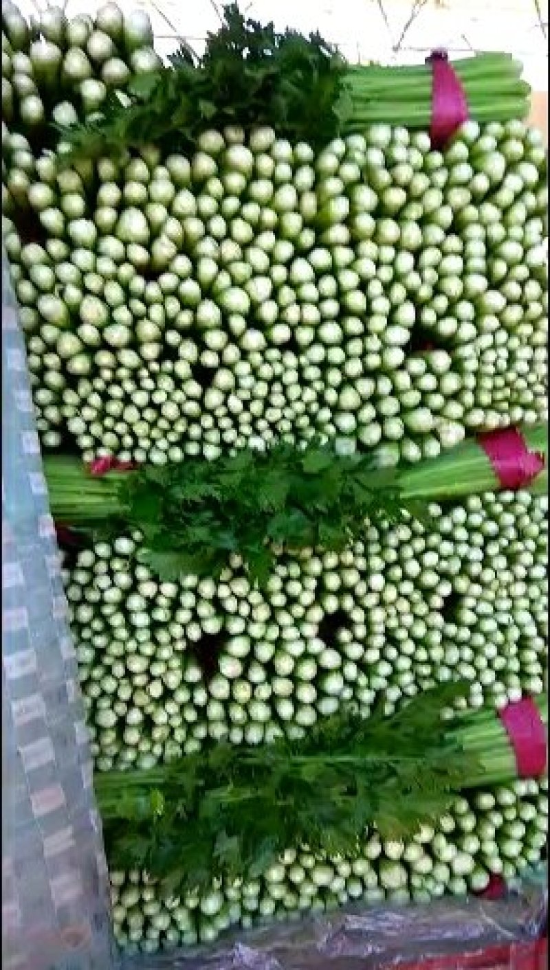 芹菜！各种叶菜！菜样齐全！