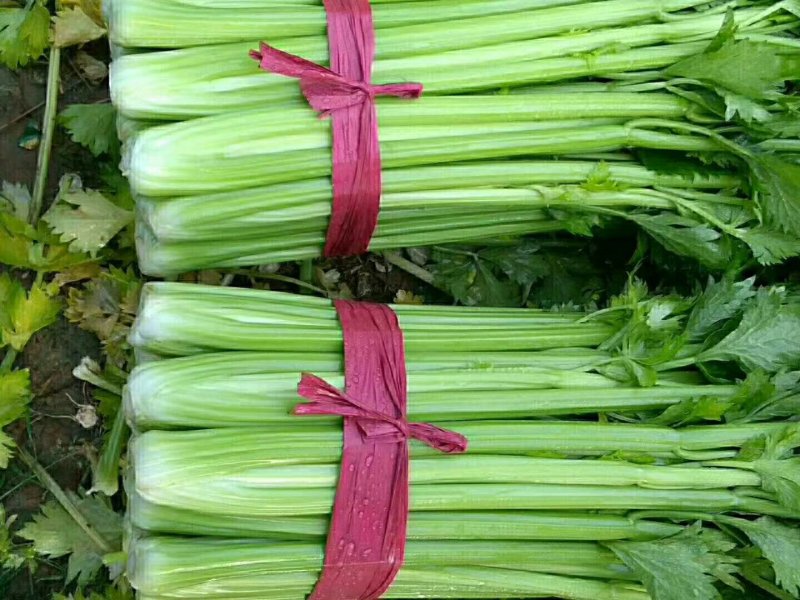 芹菜！各种叶菜！菜样齐全！