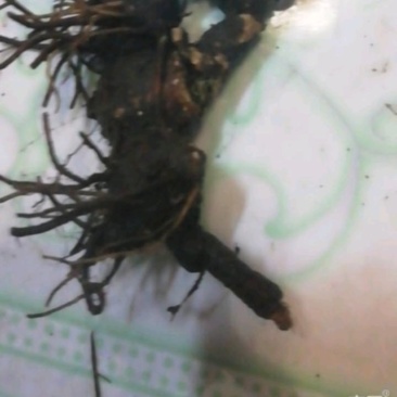 苍珠