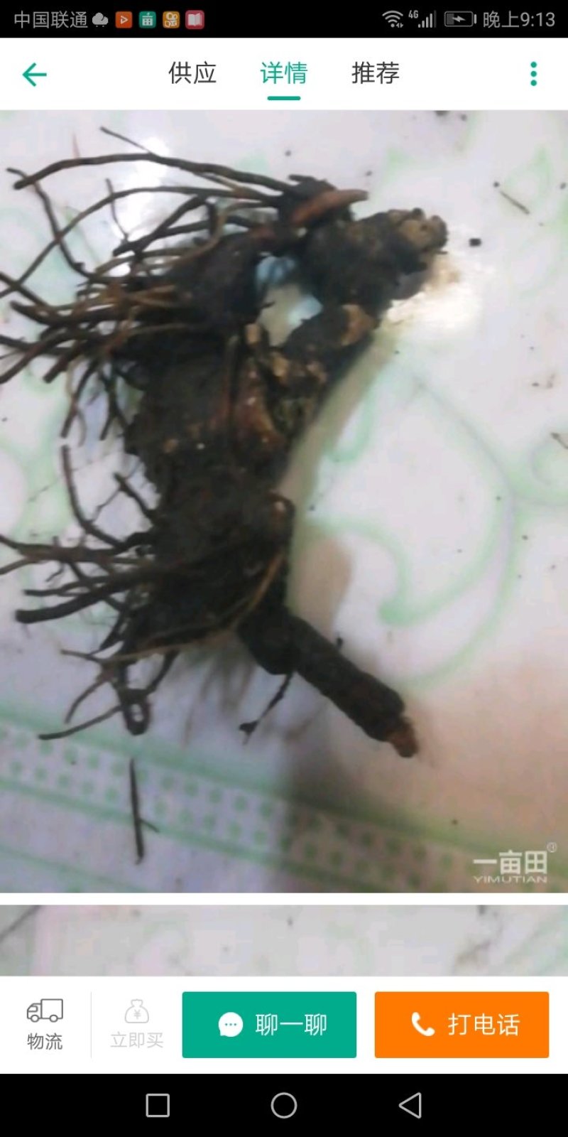 苍珠