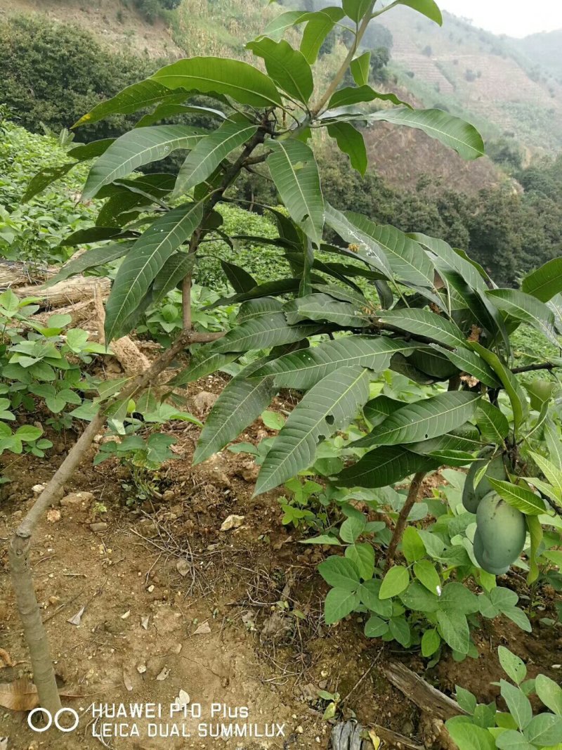 台农芒，桂七芒，金煌芒，贵妃芒