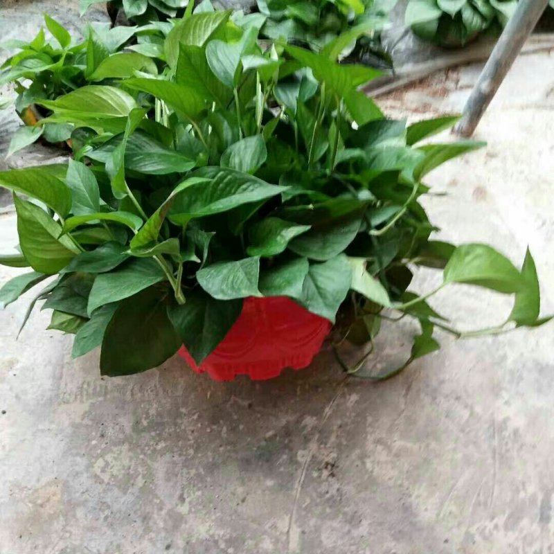 绿萝