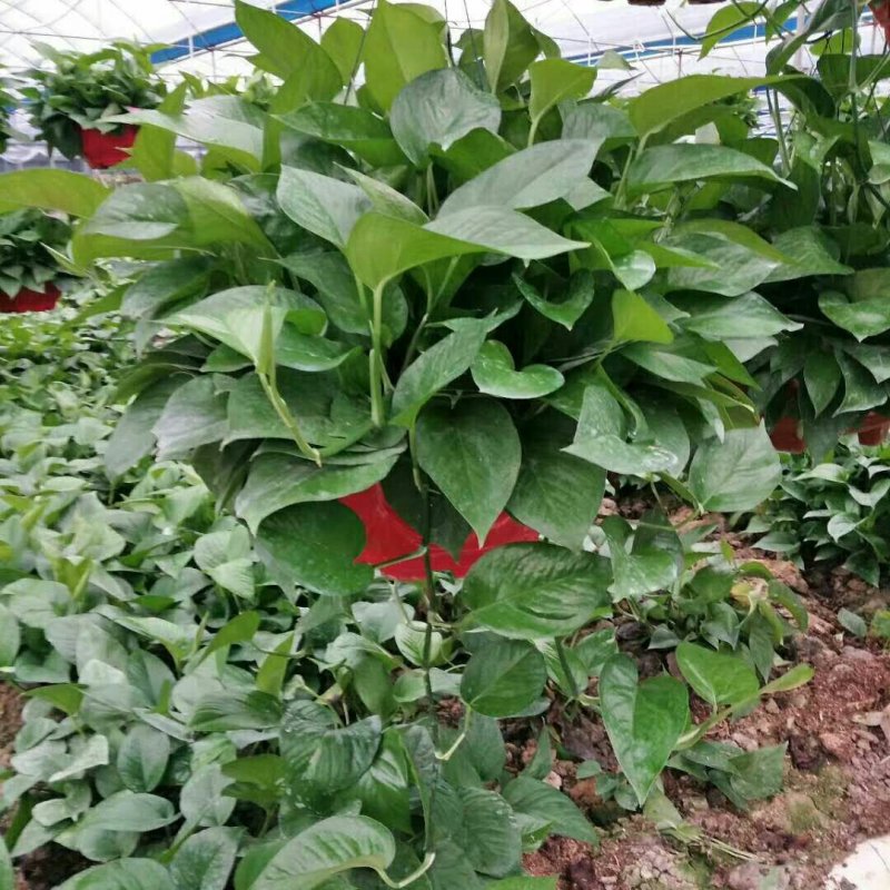 绿萝