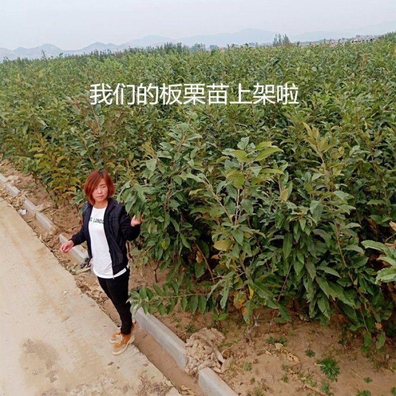 嫁接板栗树苗方年结果真正嫁接