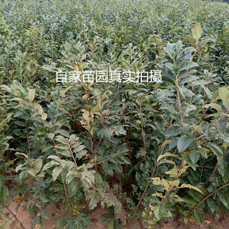嫁接板栗树苗方年结果真正嫁接
