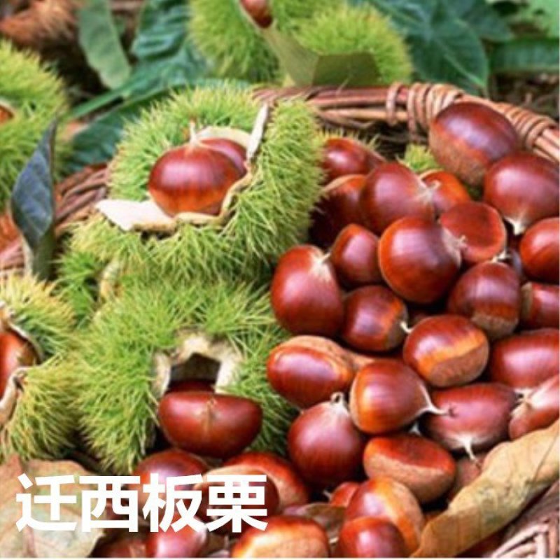 嫁接板栗树苗方年结果真正嫁接