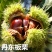 嫁接板栗树苗方年结果真正嫁接