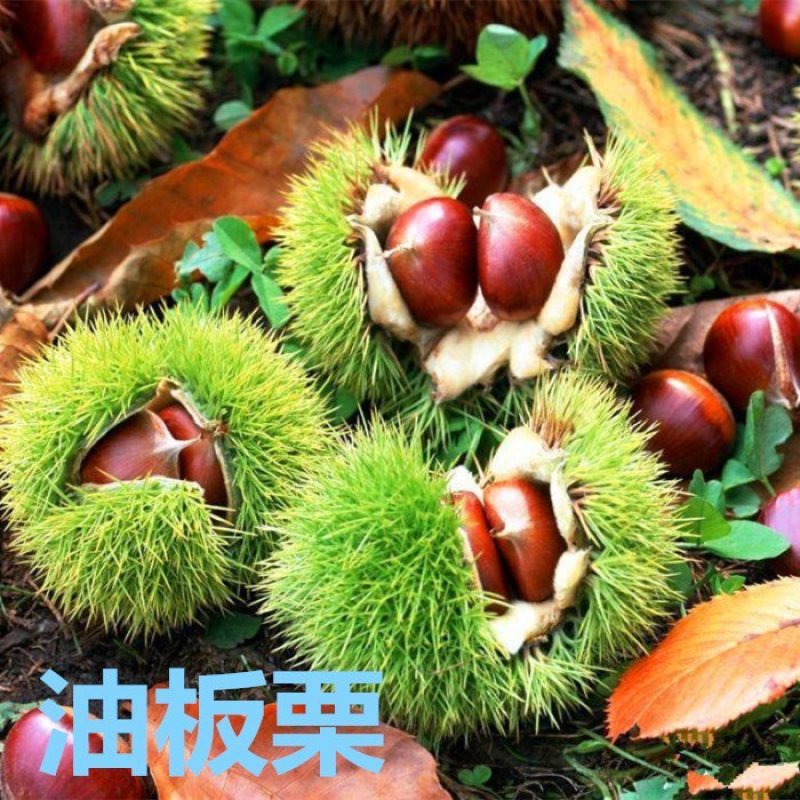 嫁接板栗树苗方年结果真正嫁接