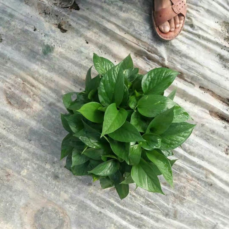 绿萝