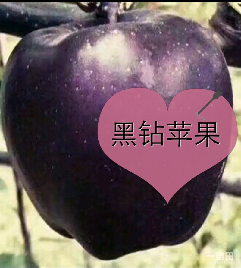 山东烟台批发苹果小树，沾地用二公分至五公分