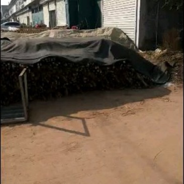 白玉山药