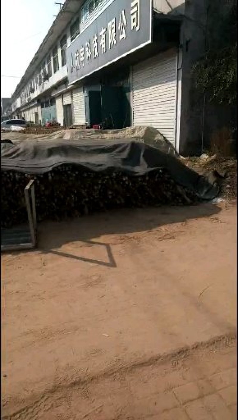 白玉山药