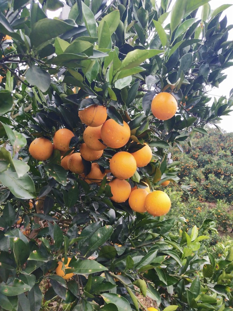 安江冰糖橙