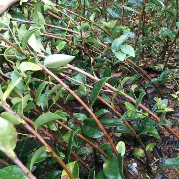 高产嫁接油茶苗