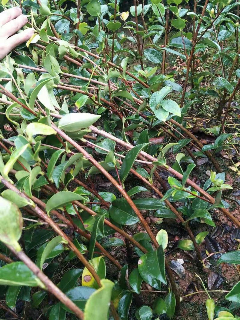 高产嫁接油茶苗