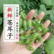 苍耳子1斤包邮