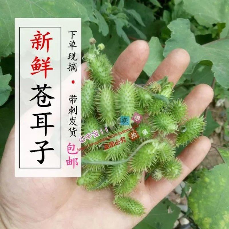 苍耳子1斤包邮