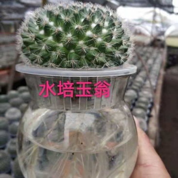 仙人球