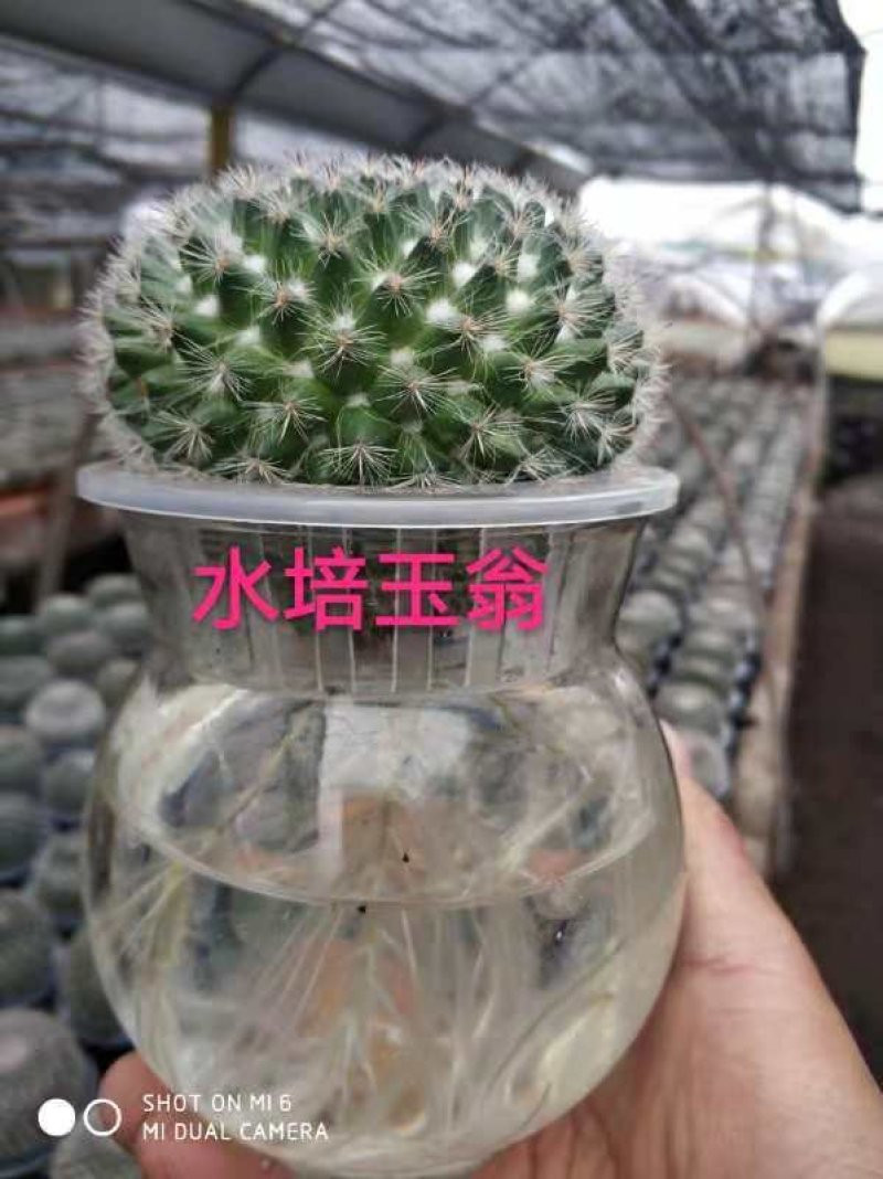 仙人球