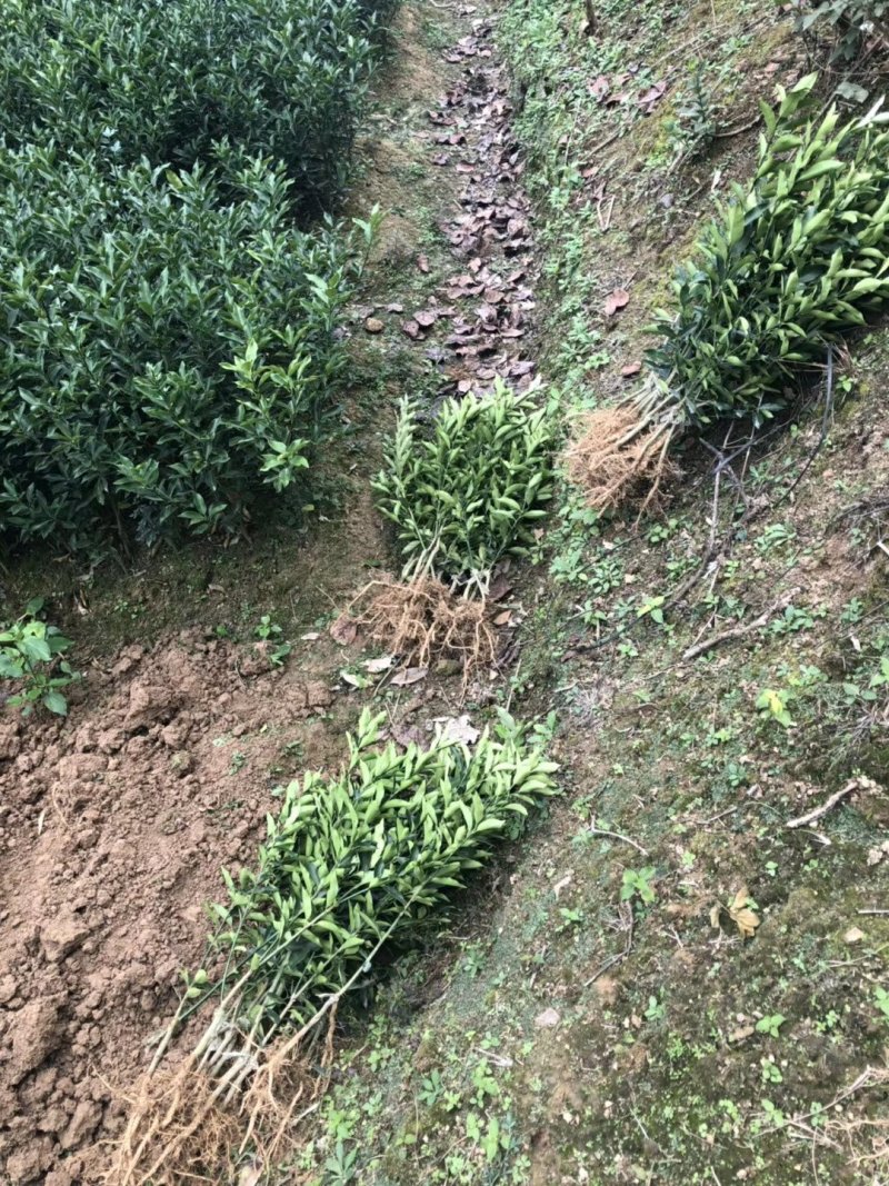 脆皮金桔苗优质嫁接苗基地实图拍摄欢迎考察两证一签