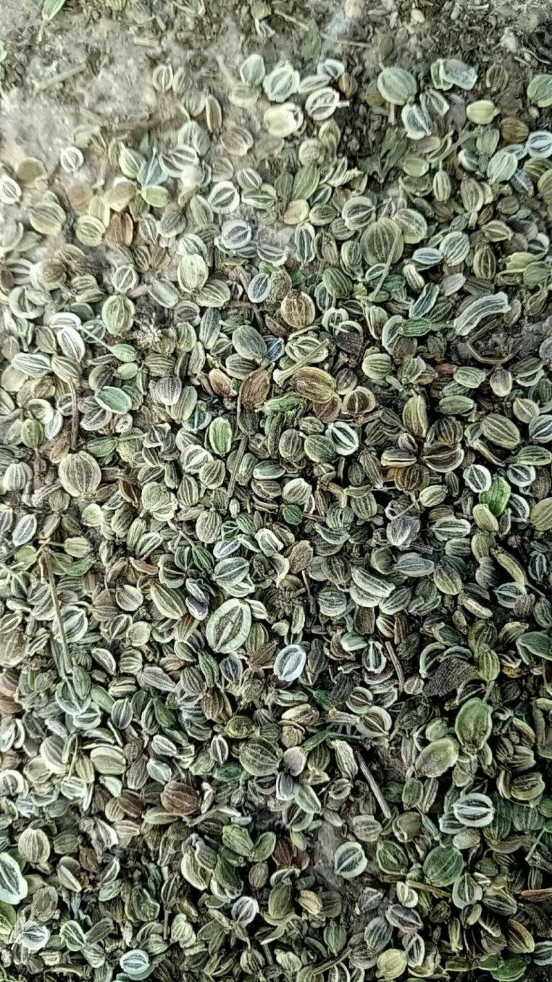 前胡种子二年生基地欢迎考察订购