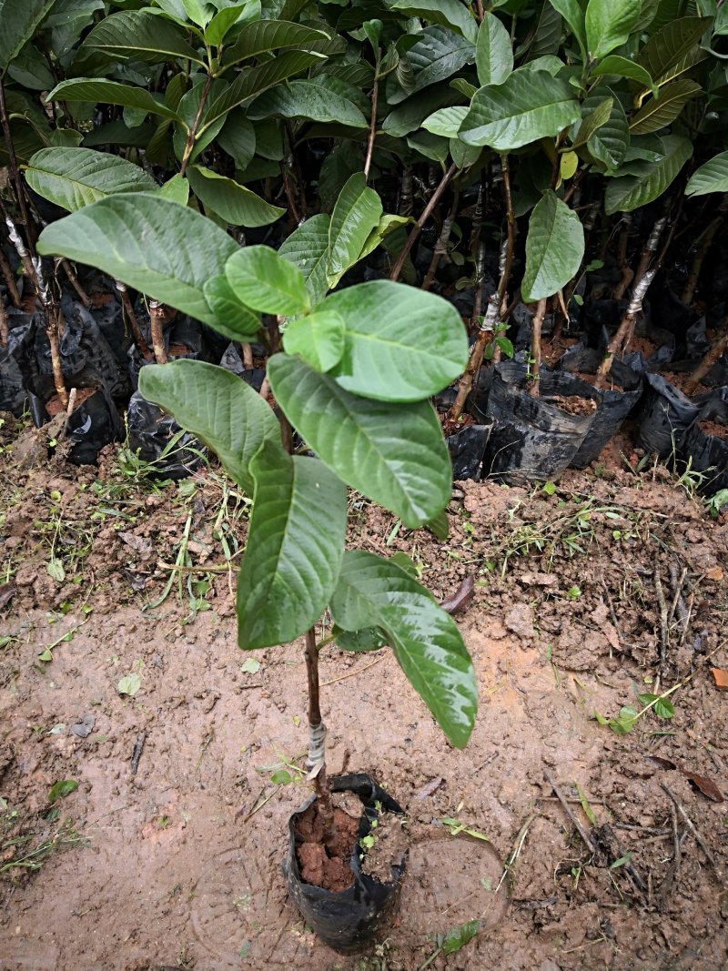 水蜜芭乐树苗番石榴苗福建产地四季结果当年结果产量高