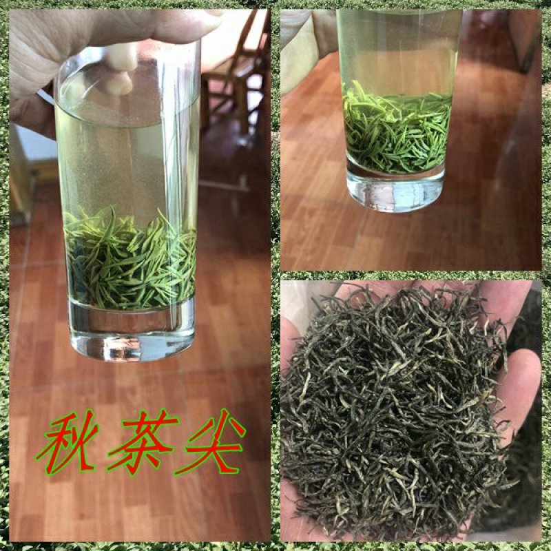 信阳毛尖