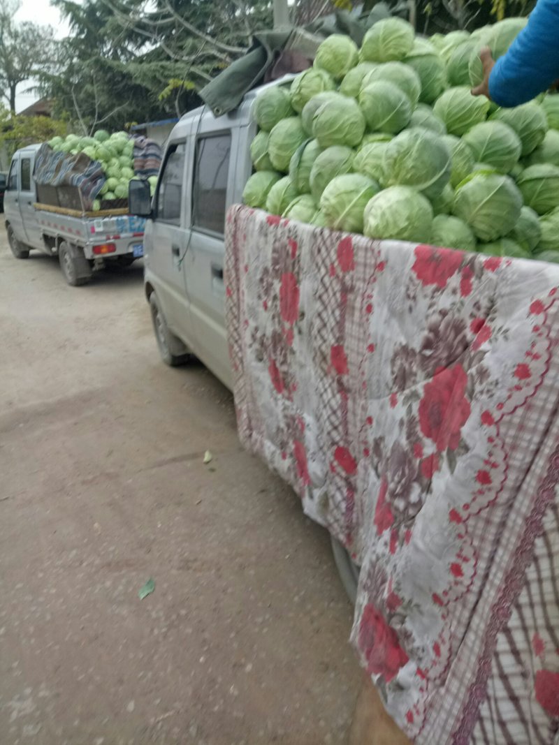 圆宝菜甘蓝大量上市中价格便宜精美货源欢迎采购