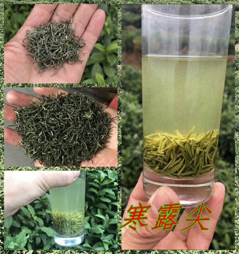 信阳毛尖