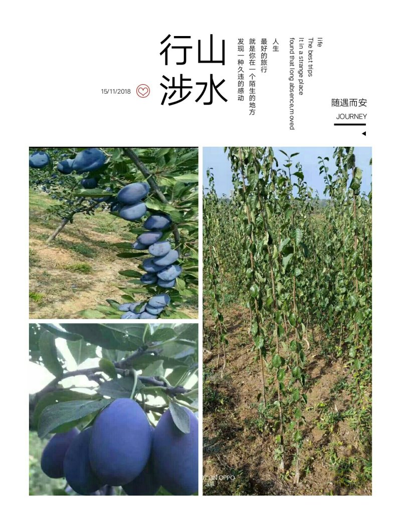 山西李子苗两年苗西梅女神，法兰西，李子苗成活率高