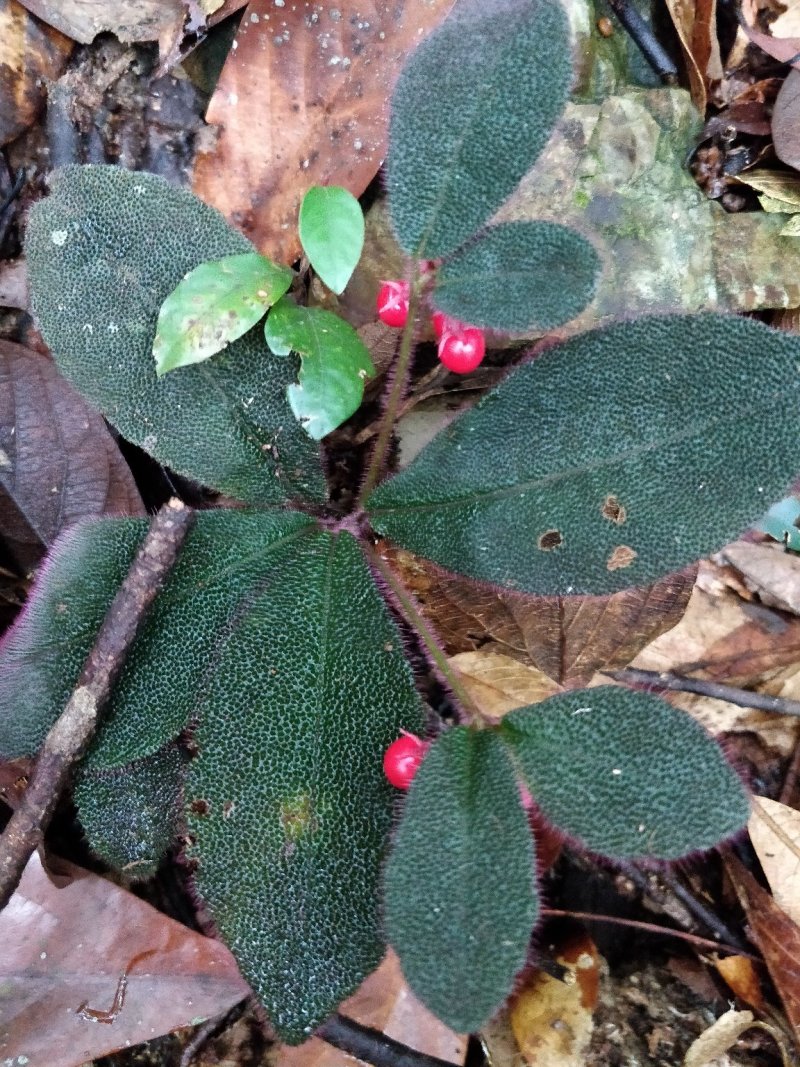 虎舌红