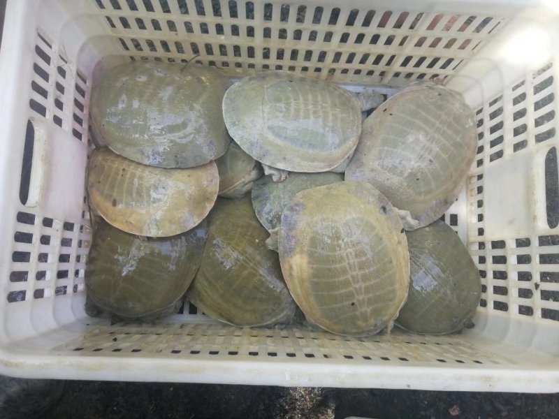 出售2到5斤黄沙鳖
